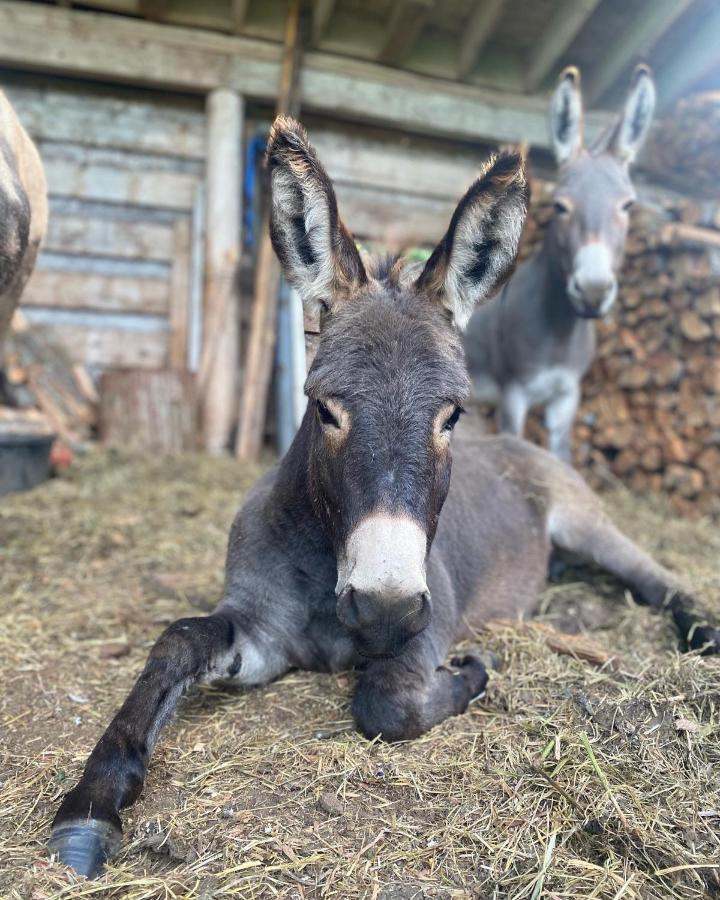 Vila Sweetwater Lane Farm Mount Currie Exteriér fotografie